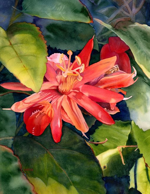 Passion Flower (lilikoi) by watercolor artist Christine Waara