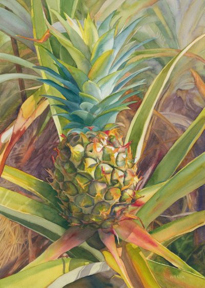 Original watercolor painting of Haliimaile Pineapple by Maui artist Christine Waara
