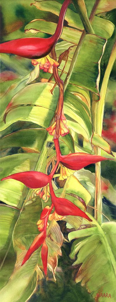 "Hanging Helliconia" aka "Firelight" original watercolor painting by Maui artist Christine Waara