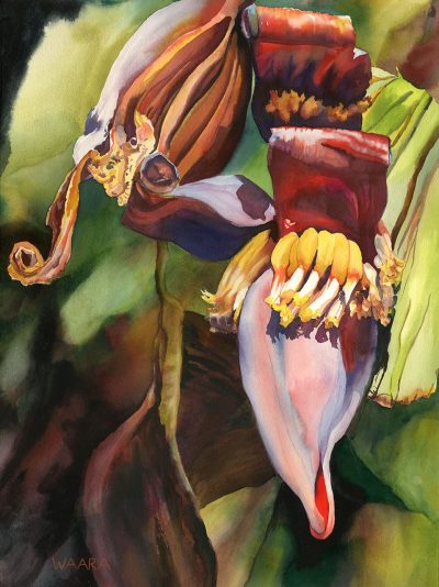 "Banana Scrolls" original watercolor painting by Maui artist Christine Waara