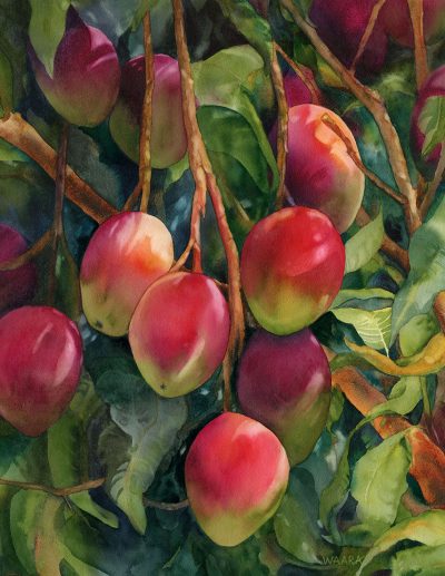 Original watercolor painting of red and green mangos hanging in a tree titled "Hanging Out" by Maui artist Christine Waara